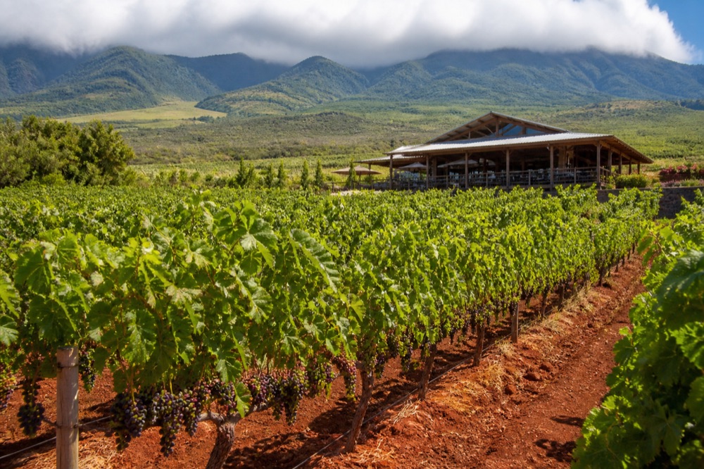 Wine tasting: rows of vines and a tasting pavilion below the mountains (4 of 7)