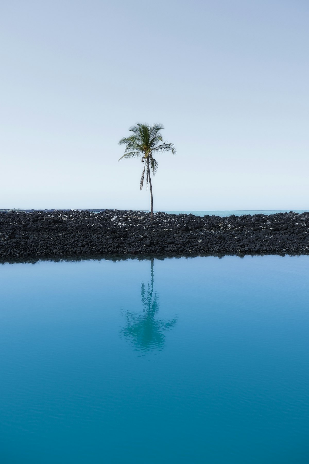 A lone palm reflected in blue water in Hawaii