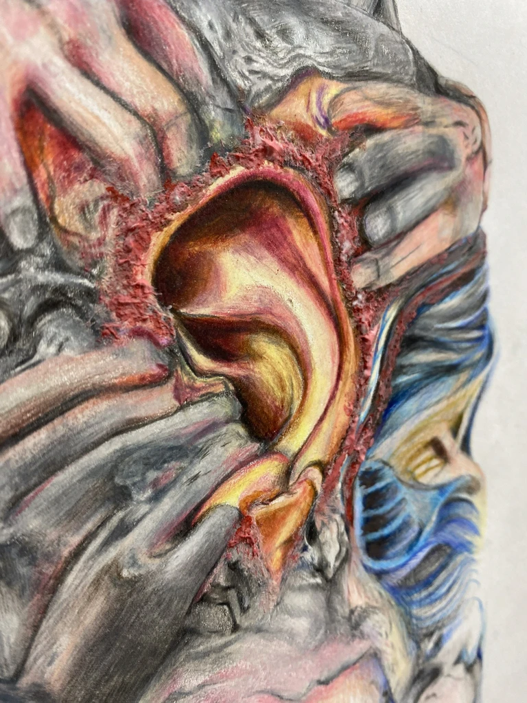 Close-up colored pencil anatomical ear study